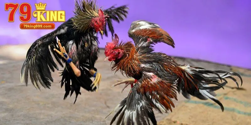 Hình thức chọi gà đỉnh cao được quan tâm nhiều nhất